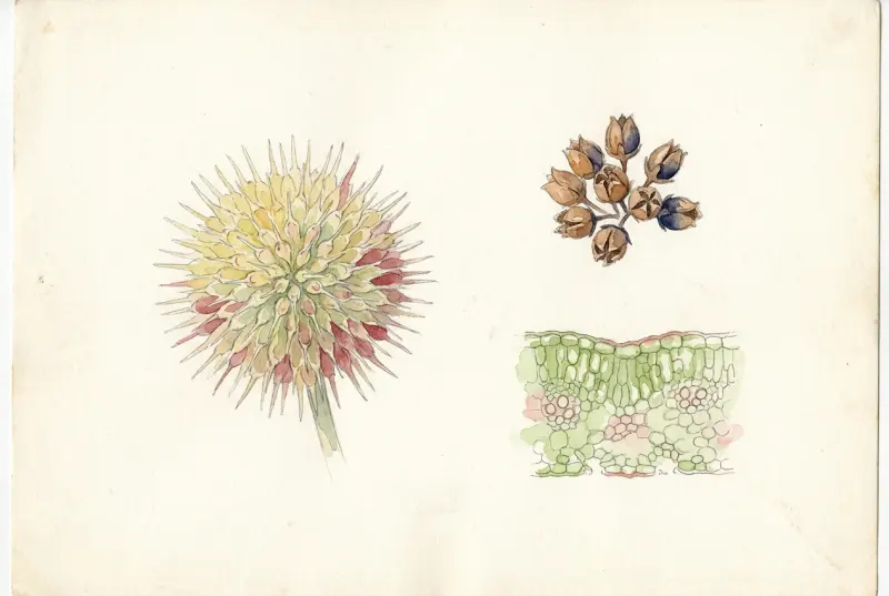 Botanische Studie: Blütenkopf, Samenkapseln, Blattquerschnitt